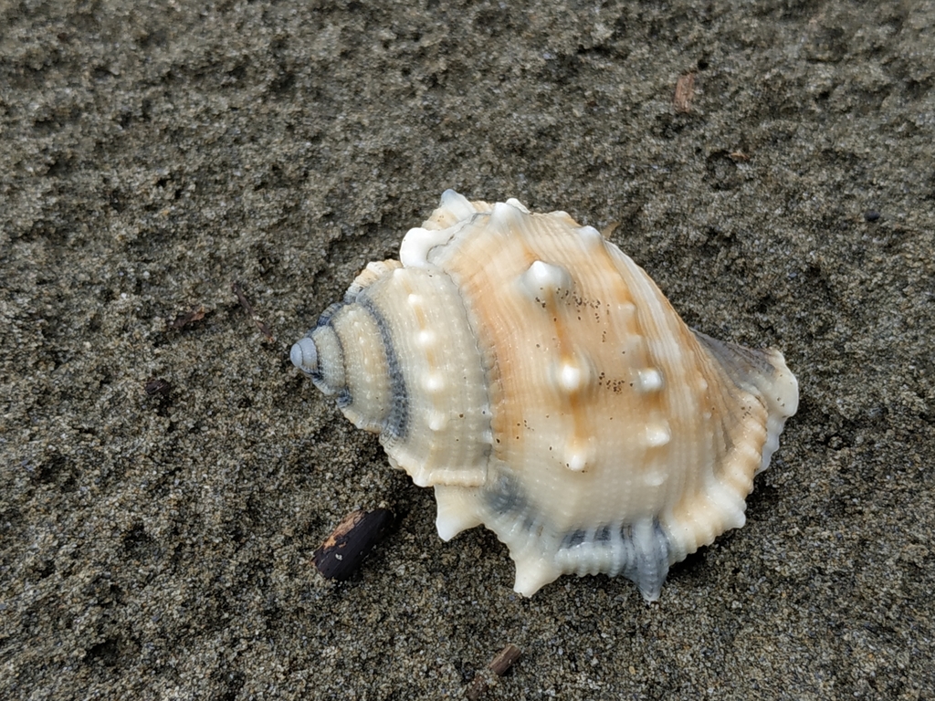 Common frogsnail