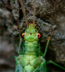 Chrysopa pallens-group