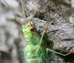 Chrysopa pallens-group
