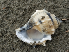 Bufonaria rana