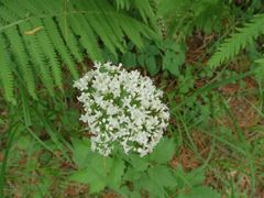 Valeriana fauriei