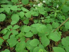 Thalictrum filamentosum