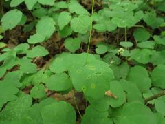 Thalictrum filamentosum