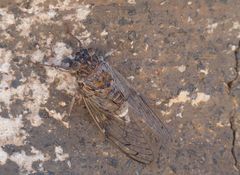 Cicada cretensis