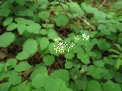 Thalictrum filamentosum