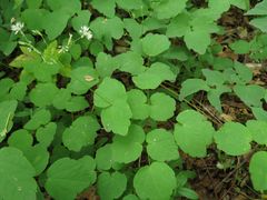 Thalictrum filamentosum