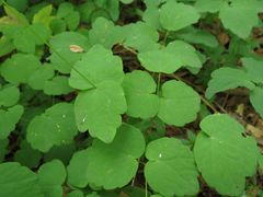 Thalictrum filamentosum