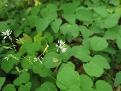 Thalictrum filamentosum