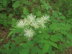 Thalictrum aquilegiifolium