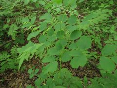 Thalictrum aquilegiifolium