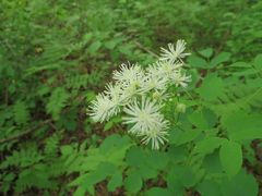 Thalictrum aquilegiifolium
