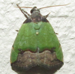 Ozarba nigroviridis