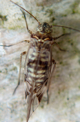 Psocinae