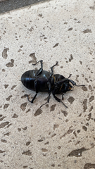 Lucanus tetraodon