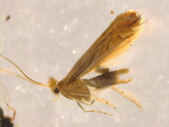 Phyllonorycter quercifoliella
