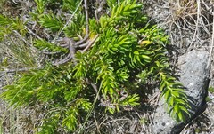 Thymelaea calycina