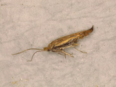 Phyllonorycter quercifoliella