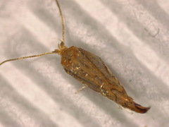 Phyllonorycter quercifoliella