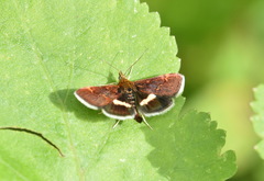 Pyrausta obfuscata
