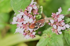 Pyrausta obfuscata