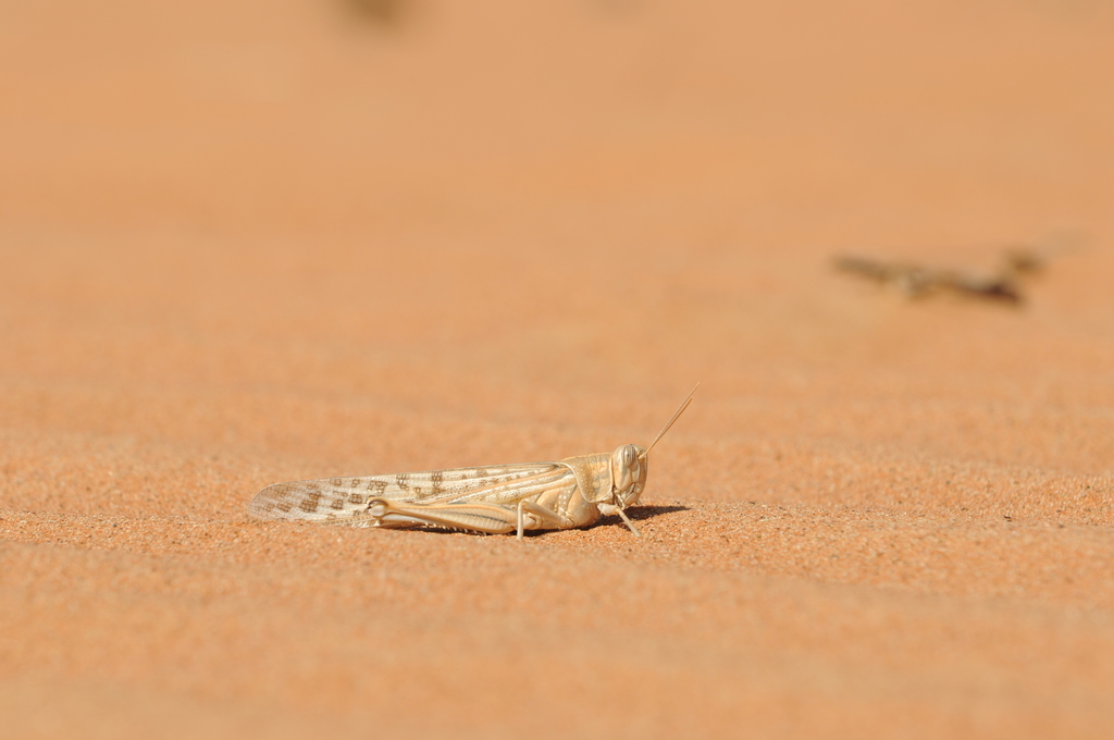 Desert Locust