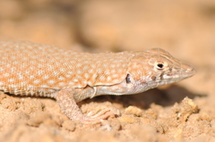 Acanthodactylus