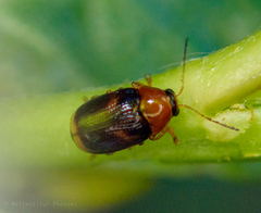 Cryptocephalus pusillus