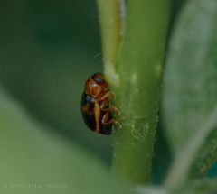 Cryptocephalus pusillus