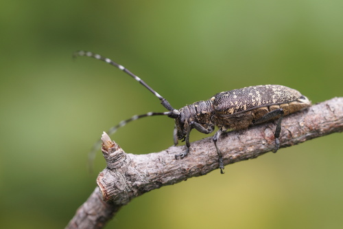 Pine Sawyer Beetle