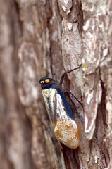 Penthicodes farinosus