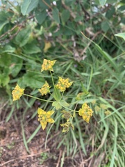 Bupleurum multinerve