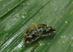 Ricanoptera fenestrata