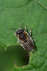 Trachusa byssina