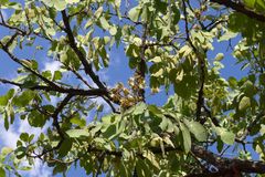 Isoberlinia angolensis