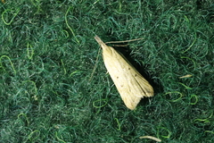 Dichomeris limosellus