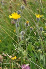 Hieracium villosum