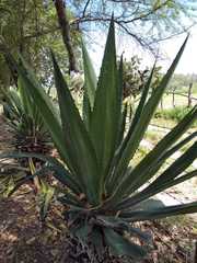 Furcraea andina