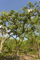 Isoberlinia angolensis