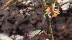 Ayenia compacta
