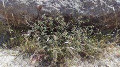 Ayenia compacta