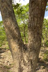 Isoberlinia angolensis