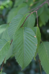 Ostrya carpinifolia
