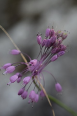 Allium carinatum pulchellum