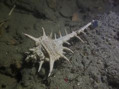 Murex aduncospinosus