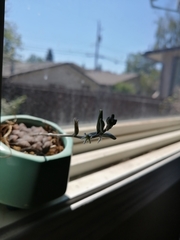 Haworthia cooperi
