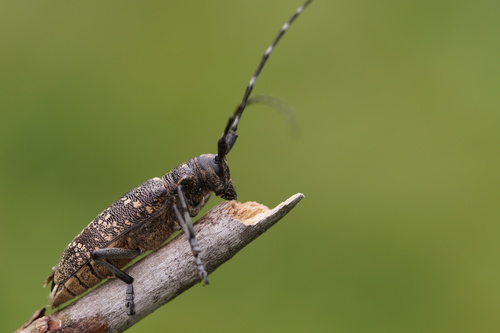 Pine Sawyer Beetle