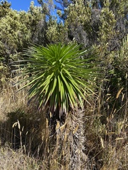 Argyroxiphium grayanum