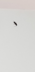 Insecta
