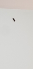 Insecta