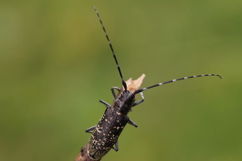 Pine Sawyer Beetle